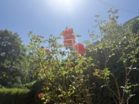 Zalaegerszeg Einfamilienhaus 67