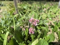 Zalaegerszeg Einfamilienhaus 5