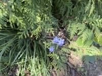 Zalaegerszeg Einfamilienhaus 55